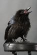 black raven