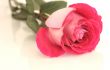 One beautiful pink rose