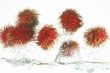 Rambutan