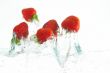 flying strawberries
