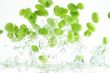 soy beans