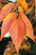 Autumn leaves