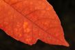 Autumn leaf