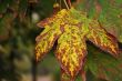 Autumn leaves