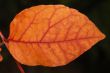 Autumn leaf
