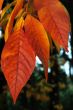 Autumn leaves