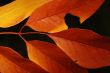 Autumn leaf