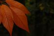 Autumn leaves