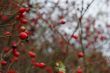 wild rose hip