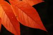 Autumn leaf