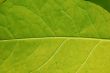 Leaf macro