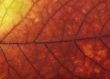 Leaf macro