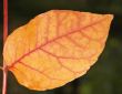 Autumn leaves