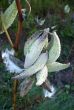 Milkweed Pods