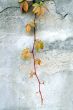 Wall with the grapes