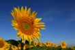 Wild sunflower