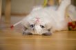 Playful kitten