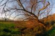 Wild tree