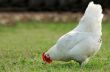 Hen eating in an open field