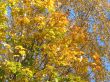 autumn scene: coloured leaves