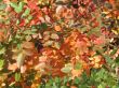 autumn scene: coloured leaves