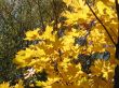 autumn scene: coloured leaves