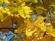 autumn scene: coloured leaves