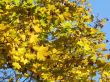 autumn scene: coloured leaves