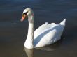 a graceful swan