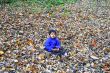 Fall Foliage
