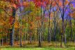Fall Foliage