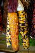 Indian Corn