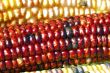 Indian Corn
