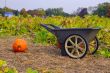 Harvest