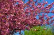 Spring flowers
