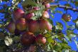 Apples