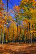 Fall Foliage