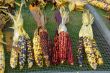 Indian Corn