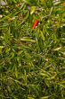 Green chillies