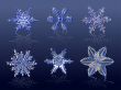 Vector Real snowflakes