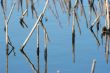 Swamp