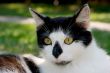 Black and White cat