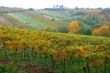 Vineyard