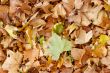 Leaves