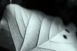 Fallen Leaf