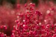 Ribes