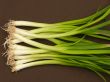 Scallions