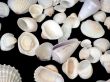 Whte Sea Shells on Black