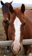 Portrait of brown horse