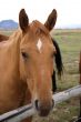 Portrait of brown horse